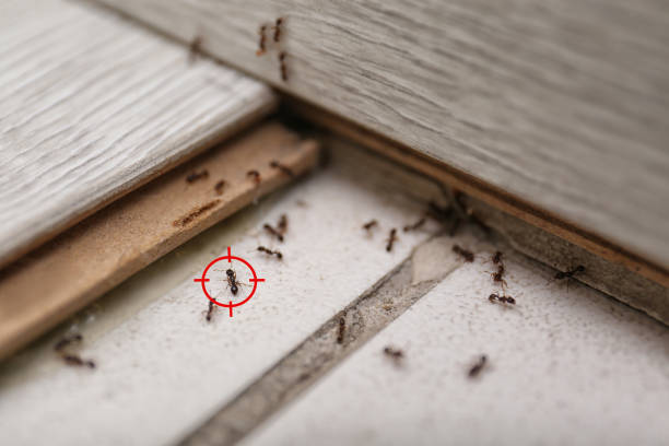 Best Pest Control for Homes  in Burgettstown, PA