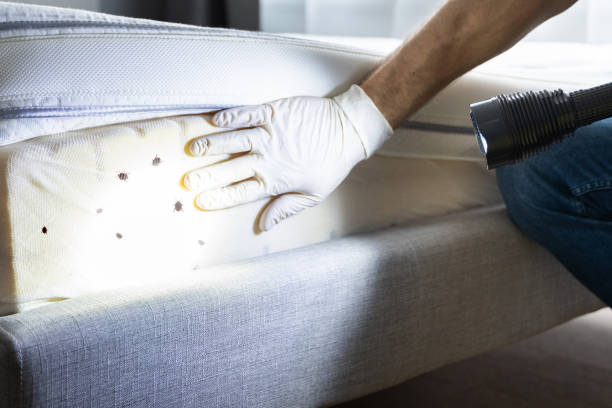 Best Wasp Removal Services  in Burgettstown, PA