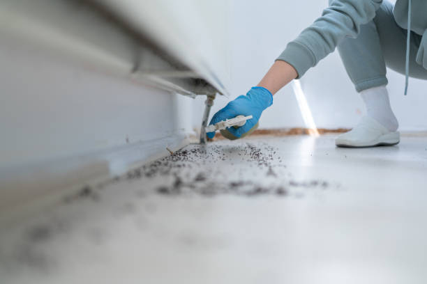 Best Flea Control Services  in Burgettstown, PA
